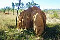 Termitenhügel in Queensland