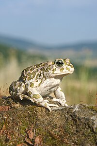 ♀ Bufo balearicus (Balearic Green Toad)