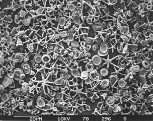 Calcareous microfossils from marine sediment consisting mainly of star-shaped discoaster with a sprinkling of coccoliths