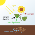 Photosynthetic habitable zone has the need parameters for photosynthesis in plants. The carbohydrates produced are stored in or used by the plant. Photosynthesis is foundation of food on Earth