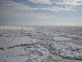 Close-up view inside a drift ice zone: several small rounded floes are separated from each other by slush or grease ice. (Bird at lower right for scale.)