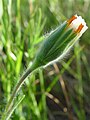 Flor, vista de lado