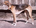 Polish Greyhound