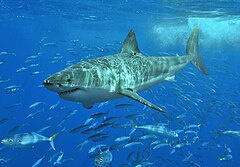 Un grand requin blanc nageant à quelques mètres sous la surface, au-dessus d’un banc de poissons de taille bien plus petite.