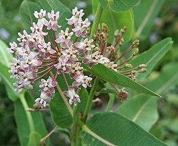 Sirinis klemalis (Asclepias syriaca)