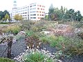 Jardin sur la place ; à l'arrière-plan, l'ancienne mairie et une des tours de la Frankfurter Tor.