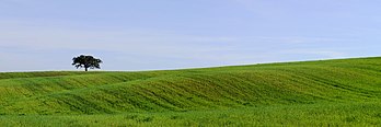 Chêne-liège dans un champ, paysage de l'Alentejo, au Portugal. (définition réelle 11 283 × 3 766)