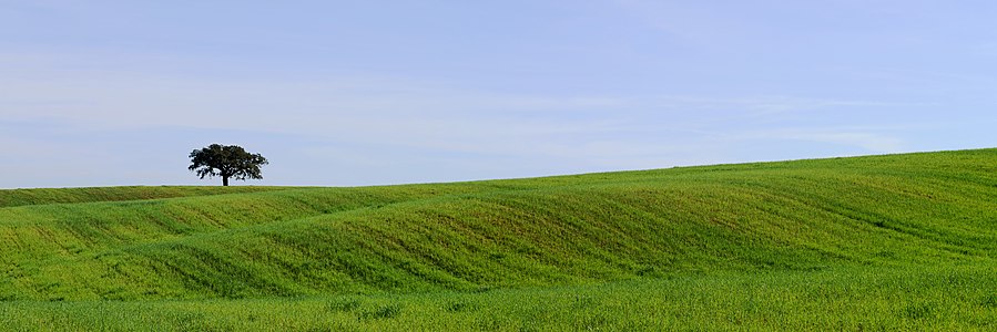 Landscape of Alentejo, by Alvesgaspar