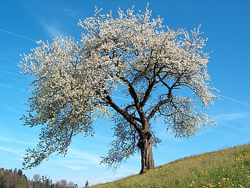 Blühender Kirschbaum im Frühling