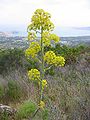 Ferula communis