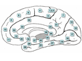 Brodmann map in medial surface