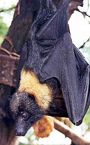 A black bat with a light orange neck