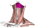 Musculatura e ossos ligados ao hioide (linha branca onde está escrito hyoid bone)