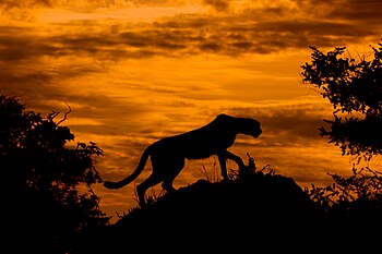 Silueta geparda štíhlého (Acinonyx jubatus) při východu slunce v botswanské deltě řeky Okavango