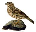 Corn bunting Emberiza calandra