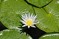 Egyptisk blålotus (Nymphaea caerulea)