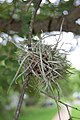 Pirigallo (Tillandsia recurvata)