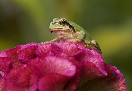 Hyla japonica sep01