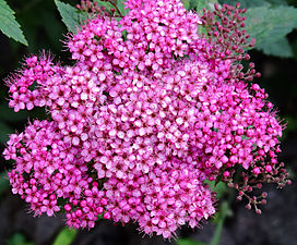 Spiraea japonica flowers.