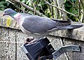 Common wood-pigeon Columba palumbus