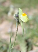 Linaria haelava