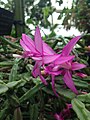 棱莖蟹爪蘭 Schlumbergera × exotica