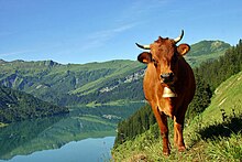 Vache tarine près du lac de Roselend en Beaufortain