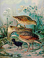 Corn crake Crex crex