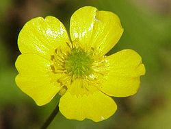 Brennisóley (Ranunculus acris)