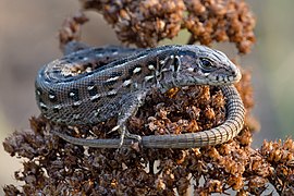 Lézard des souches dans le Pushcha-Vodytsiar (en), près de Kiev en Ukraine.