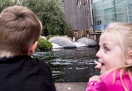 Little penguin exhibit