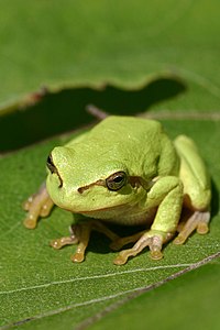 Hyla arborea (European Tree Frog)