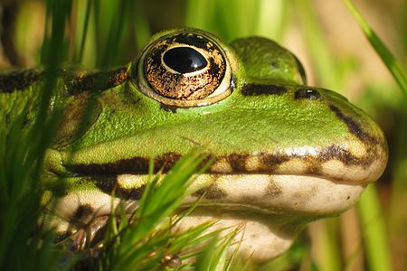 Pelophylax esculentus (Edible Frog)