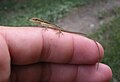 Lagartijo jardinero (Anolis pulchellus)