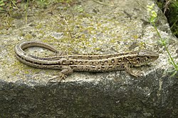 Lacerta agilis femia