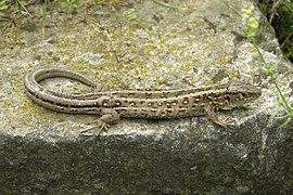 Lacerta agilis - femelle.