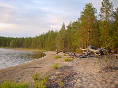 Le parc national de Patvinsuo.