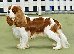 Cavalier King Charles Spaniel blenheim en exposition.