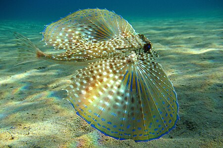 Dactylopterus volitans (Flying Gurnard)