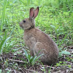 ニホンノウサギ