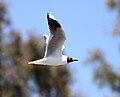 Gaviota capuchina (Larus maculipennis).