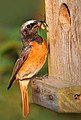 Common redstart Phoenicurus phoenicurus