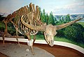 Fossils of the Bison latifrons