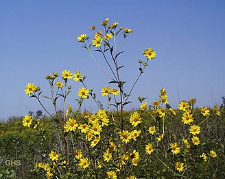 Giant sunflower (H. giganteus)