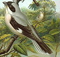 Lesser gray shrike Lanius minor