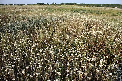 Field of yarrow in Russia