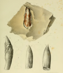 Dents de l'holotype de Aptychodon cretaceus..