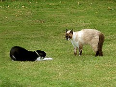 Chat soumis à un autre.