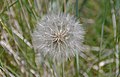 2015-01-03 A dandelion-like plant in the sanddunes at Bamburgh.