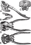 Skull and jaws of the neotype specimen of Cuvieronius hyodon (MNHN TAR 1270) in various views including side-on (A), in top-down view (D) and from below (E)